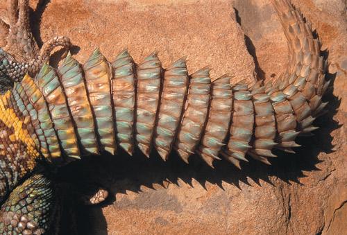 25857-uromastyxuromastyx-lizard-3-a360688e